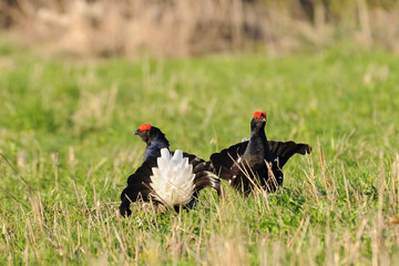 Two male Black grouses at courting place