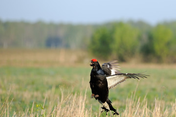 Courtship display of male Black grouse
