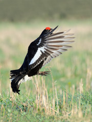 Mating call of flying male Black grouse - 102843084