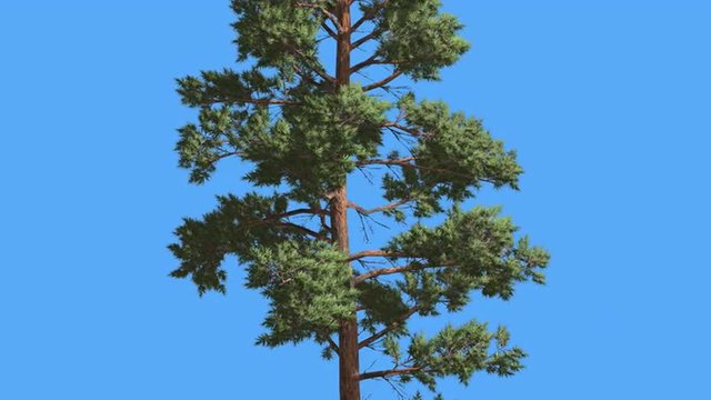 Scots Pine Thin Tree Trunk and Branches Coniferous Evergreen Tree is Swaying at The Wind Green Needle-Like Leaves Pinus Sylvestris Tree in Windy Day