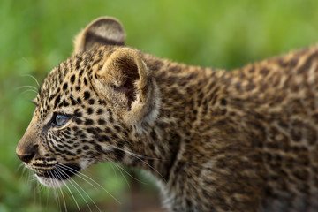 Portrait of a Leopard cub in Masai Mara, Kenya