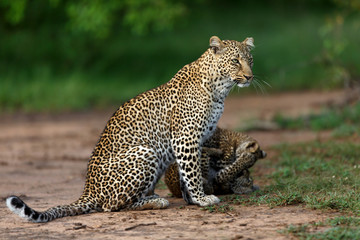 Leopard Bahati with her playing cubs in Masai Mara, Kenya