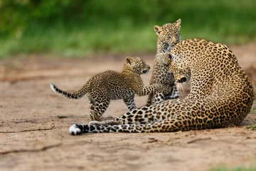 Stickers pour porte Léopard Leopard Bahati avec ses deux garçons à Masai Mara, Kenya