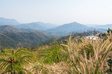 poaceae meadow blowing by the wind