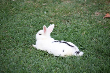 white dwarf rabbits on green grass © ClaraNila