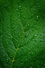 Green leaf with water drops, texture background, macro