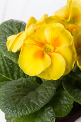 Fresh yellow primrose