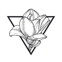 Fototapeta premium Magnolia in triangle. 