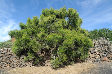 Fototapeta na wymiar Euphorbia aphylla au musée agricole El Patio à Tiagua à Lanzarot