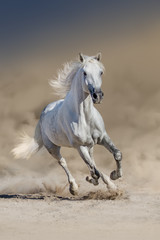 Obraz na płótnie Canvas White horse with long mane run in desert dust