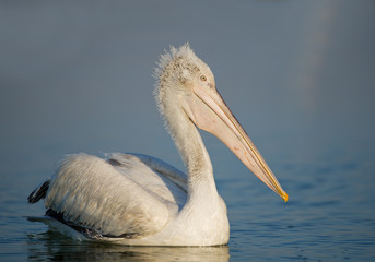 Young dalmatian pelican on water, clean blue background, Greece