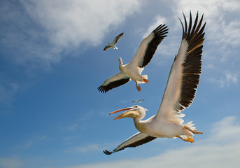 Fototapeta na wymiar Two white pelicans and two seagulls in flight with clean background, Namibia, Africa