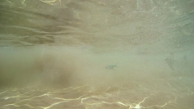 school of fish silver moony or silver moonfish (Monodactylus argenteus) swimming in the surf zone, wave sand surf rolls them, Indian Ocean, Hikkaduwa, Sri Lanka, South Asia
