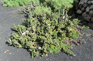 Cactus Austrocylindropuntia subulata au musée agricole El Patio