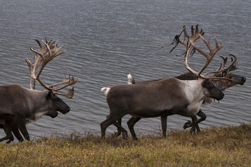 Deer running edge of the lake. Lake Tobandya. Yakutia. Russia.