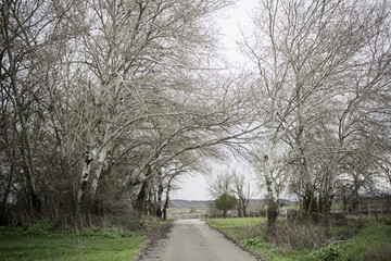 Trees countryside Road