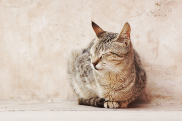 Arabian Cat