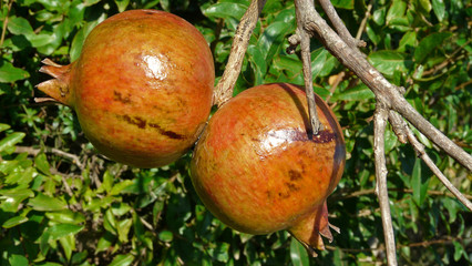 Granat&auml;pfel am Baum