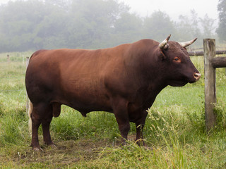Red Devon Bull: A beautiful Red Devon breed bull standing in a farm pasture