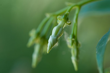 Naklejka premium fiori di gelsomino,Jasminum L,boccioli