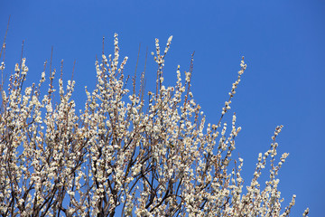 白い梅の花と青空