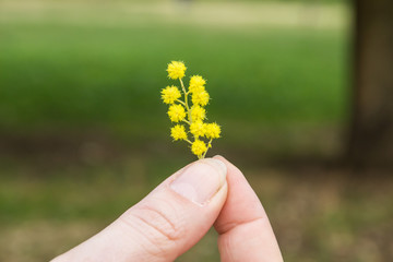 Rametto di mimosa tra due dita