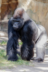 Gorilla