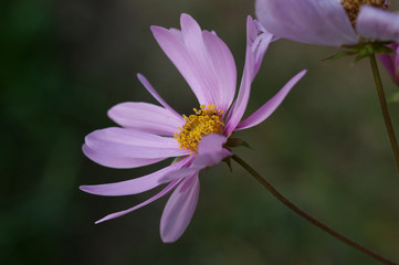 Obraz premium fiore viola,cosmos bipinnatus