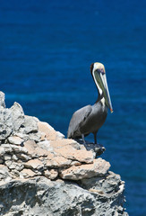 Brown Pelican perching / roosting on cliffs edge on Acantilado del Amanecer (Cliff of the Dawn) at Point Sur on Isla Mujeres across the bay from Cancun and Puerto Juarez Mexico
