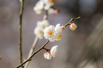梅の花（白）