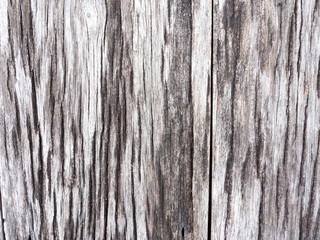 old wood of tree texture