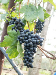 bunch of  grapes on the vine with green leaves