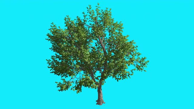 Green Ash Tree Thin Trunk Fluttering Green Leaves Chroma Key Alfa Alfa Channel Blue Screen Summer Computer Generated Animation