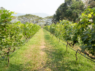 Fototapeta na wymiar green vineyard countryside