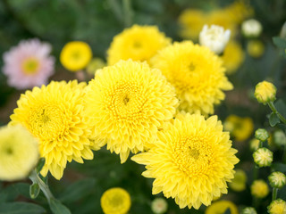 Yellow autumn chrysanthemum in the garden