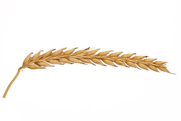 
ear of wheat on a white background