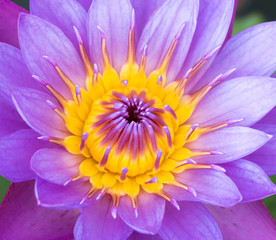 Beautiful purple water lilly or lotus on water