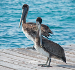 Pelicans on fishing boat dock on the small island (Isla Mujeres) just off the Mexican coast opposite of Cancun and Puerto Juarez