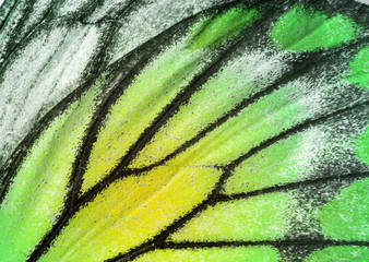 Obraz premium Macro closeup of butterfly wing background pattern