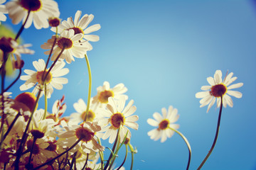 Grußkarte -  Kamillenblüten