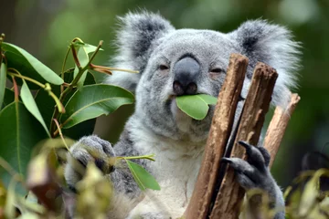 Zelfklevend Fotobehang Koala bij Lone Pine Koala Sanctuary in Brisbane, Australië © manonvanos