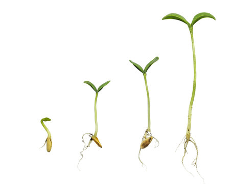 Germination Sequence Of Cantaloupe Plant Evolution Concept