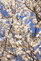 白い梅の花と青空