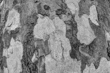Grey texture or background of sycamore tree bark