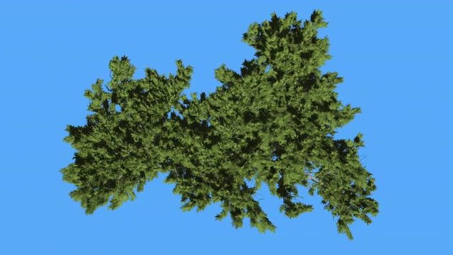 Monterey Cypress Crown Top Down Coniferous Evergreen Tree is Swaying at The Wind Green Scale-Like Leaves Hesperocyparis Macrocarpa Tree in Windy Day