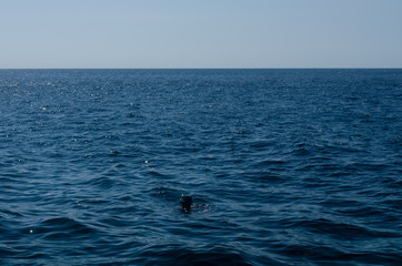 Fototapeta premium Scuba diver in vast and ocean on the surface