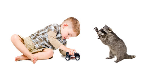 Playful raccoon and a boy playing a toy car 