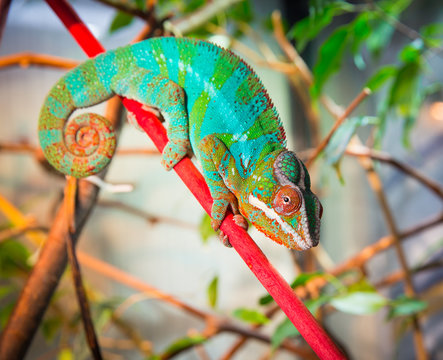 Bright and colorful chameleon sitting on a branch