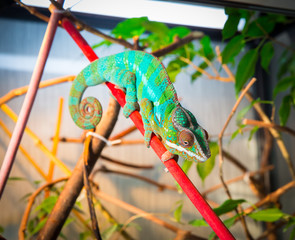 Bright and colorful chameleon sitting on a branch
