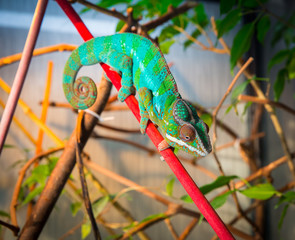 Bright and colorful chameleon sitting on a branch © oleg_mj
